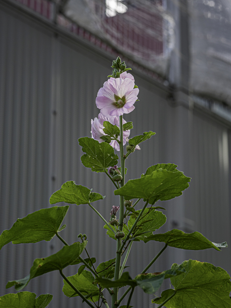 SIGMA 56mm F1.4 DC DN ⑬