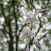 G9 Pro 作例05 向島百花園の梅雨花