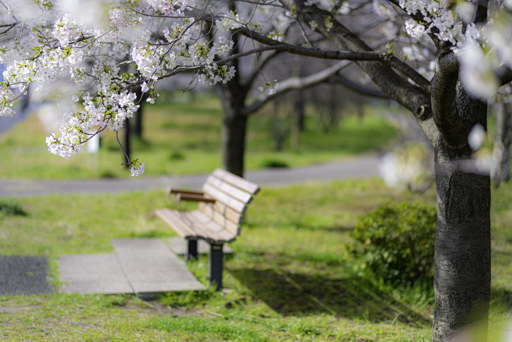 シグマ 85mm F1.4 DG HSM 春花作例②