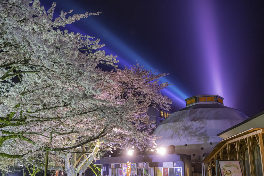 夜桜とレーザー光線