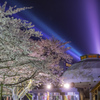 夜桜とレーザー光線
