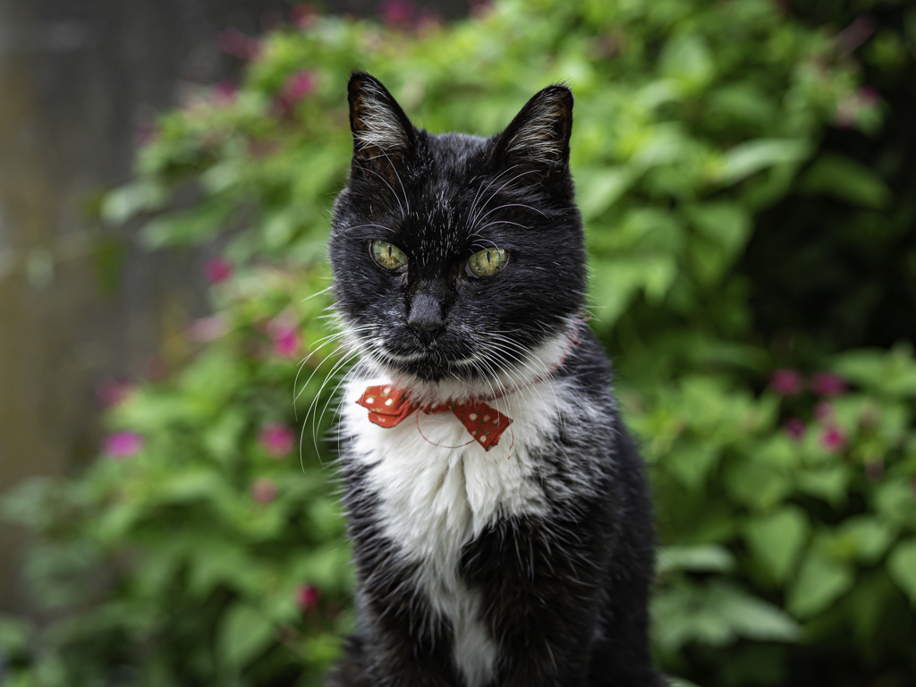 SIGMA 56mm F1.4 DC DN 57