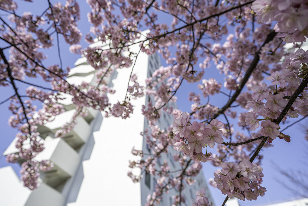 河津桜