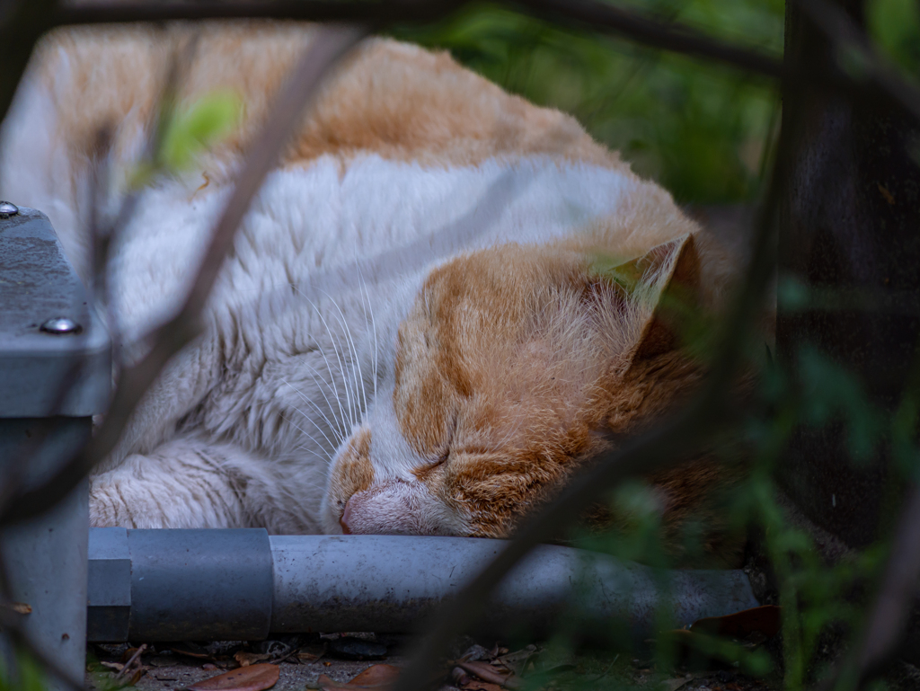 GH6 + LUMIX G VARIO 100-300mm/F4-5.6 II④