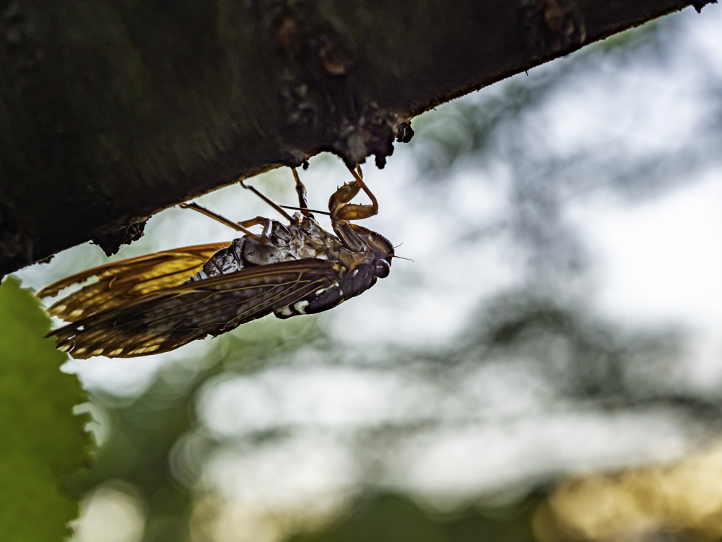 SIGMA 56mm F1.4 DC DN ⑭