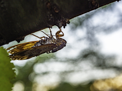 SIGMA 56mm F1.4 DC DN ⑭