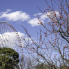 葛西臨海公園、梅