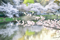 桜リフレ