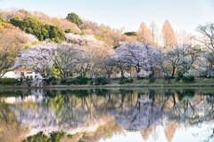 百花繚乱