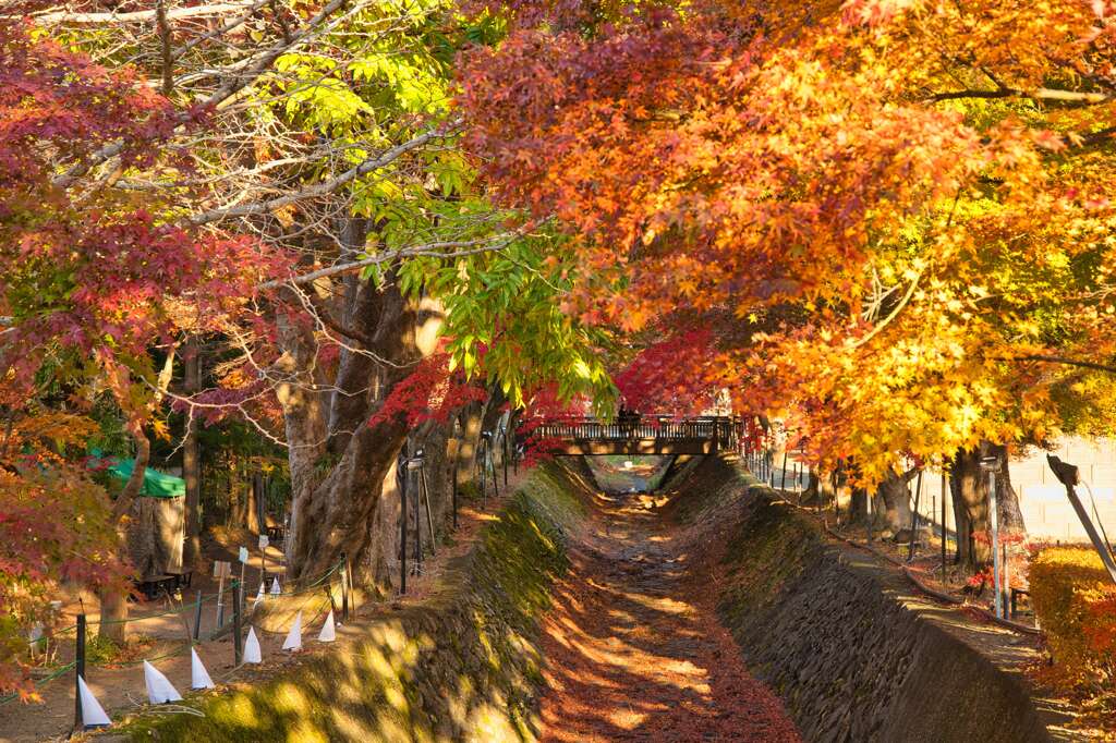 紅葉のトンネル