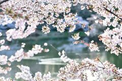 桜乱舞
