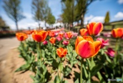 tulip