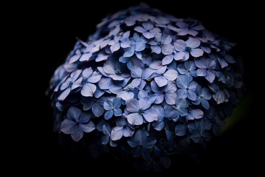 紫陽花①