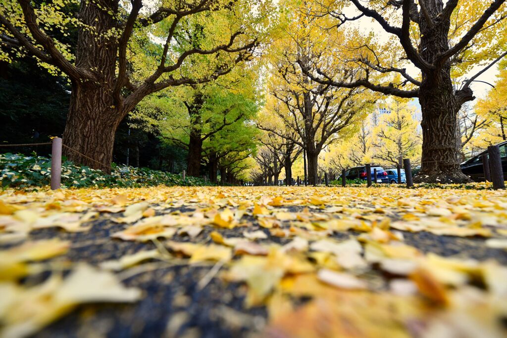 神宮外苑いちょう並木④