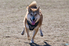 駆ける