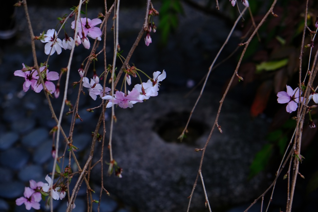 へそ石様と桜