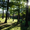 朝の公園