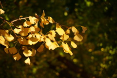 黄色の葉