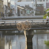 竹の飾り