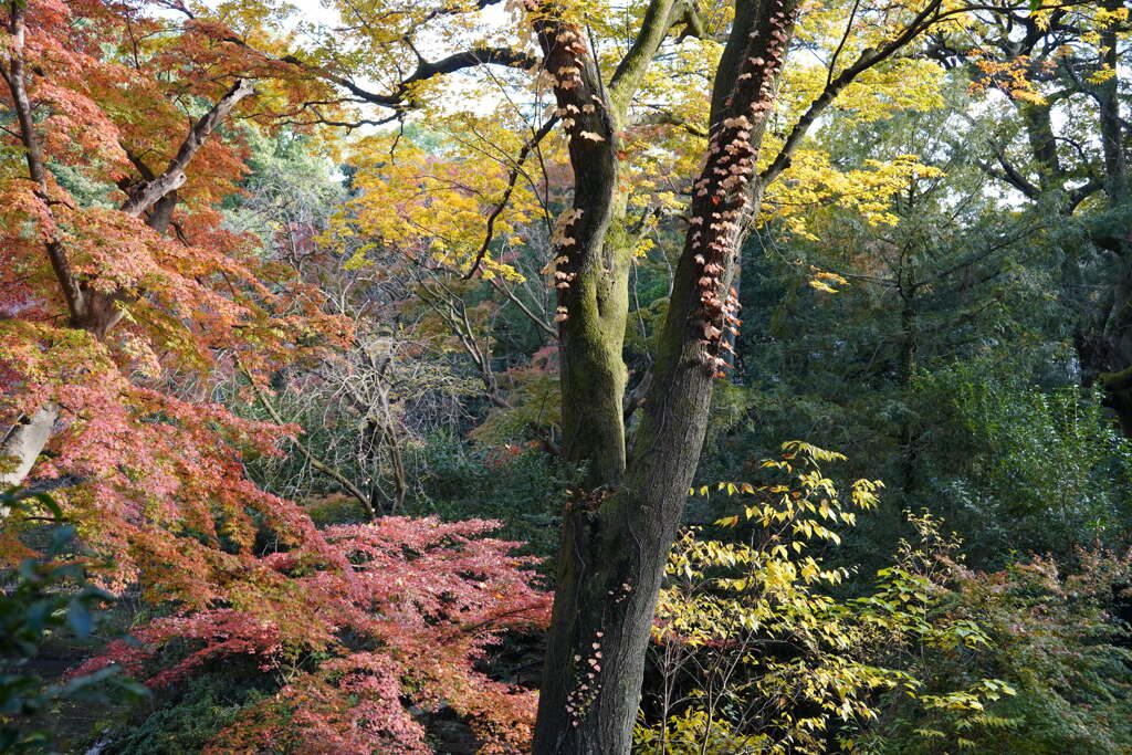 横浜市立野毛山動物園の紅葉