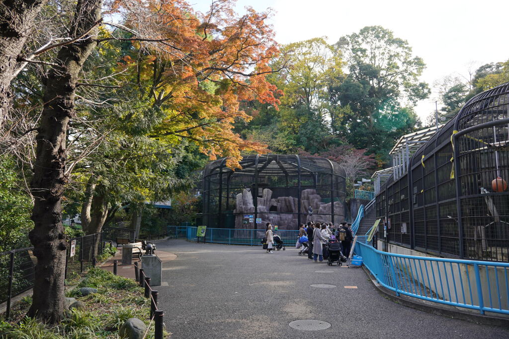 紅葉と熊を見ている人達