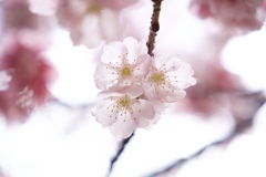 RAWで撮影した桜