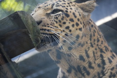 ヒョウ