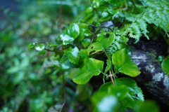 滝の近くの野草