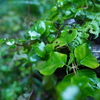 滝の近くの野草