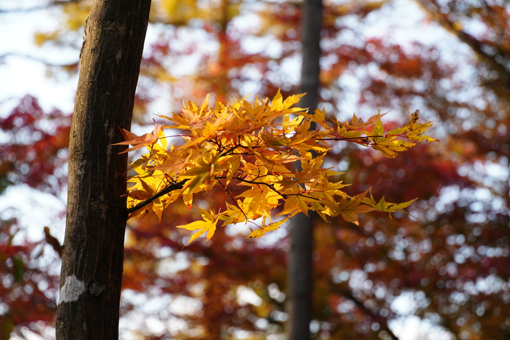 紅葉