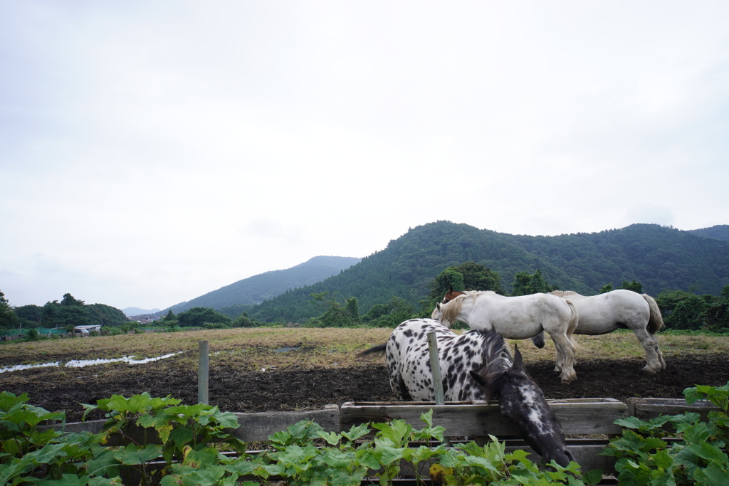 牧場の馬