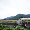 牧場の馬