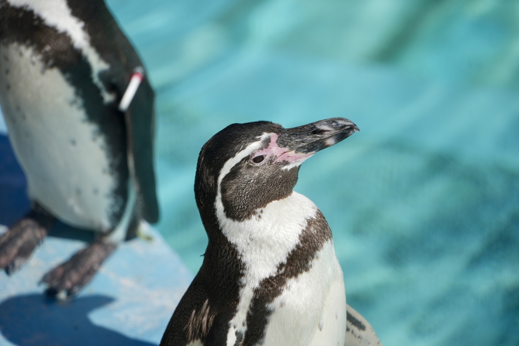 ペンギン