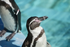 ペンギン