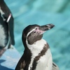 ペンギン