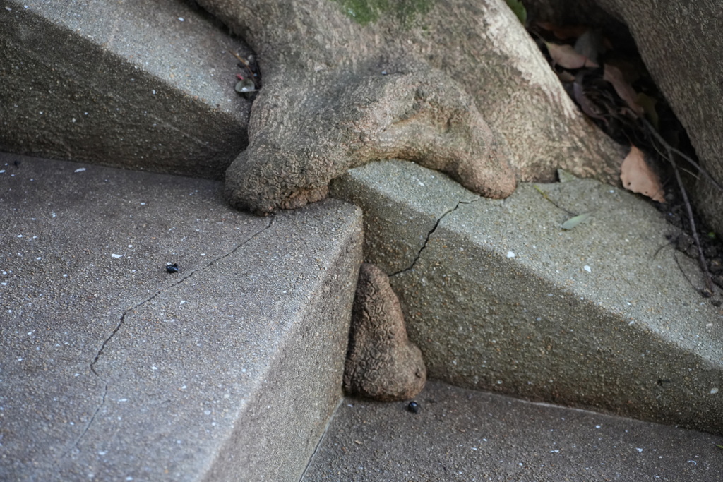 階段を侵食する木の根