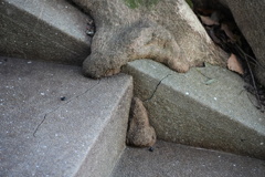 階段を侵食する木の根