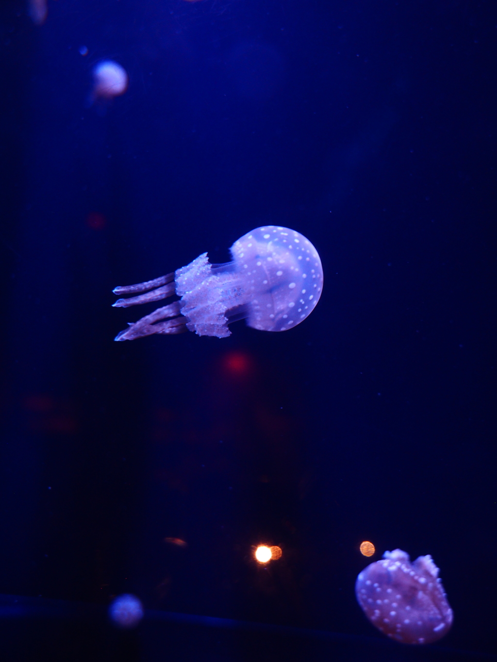 沖縄美ら海水族館にて