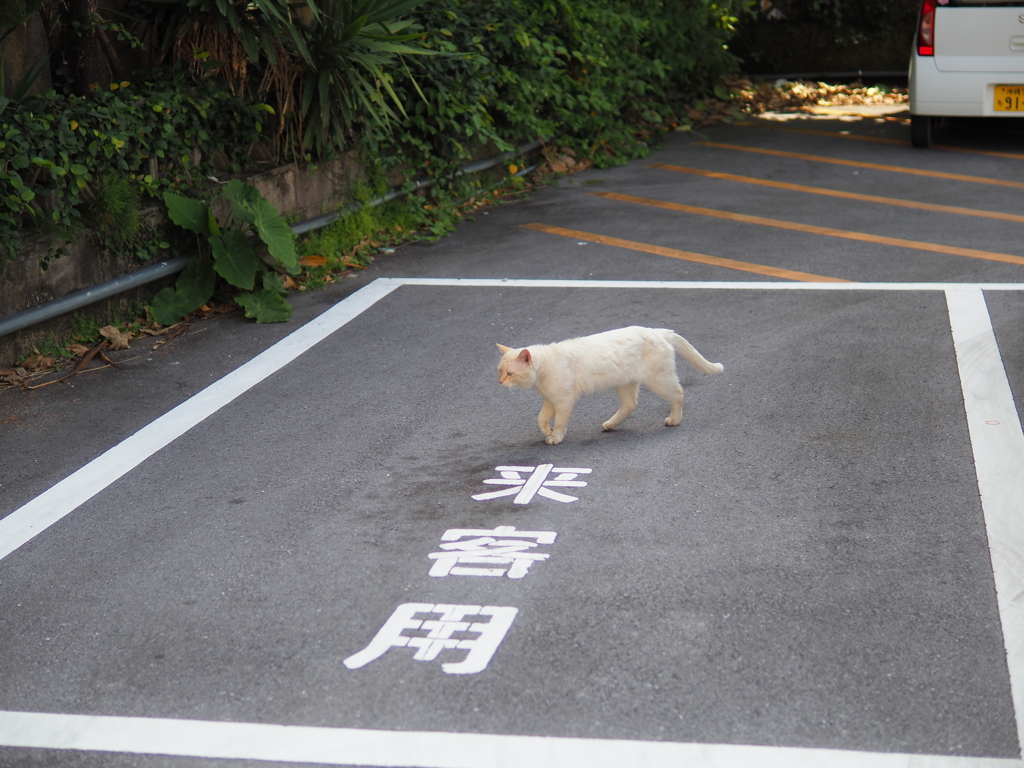 可愛い来客(^O^)