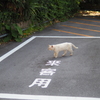 可愛い来客(^O^)