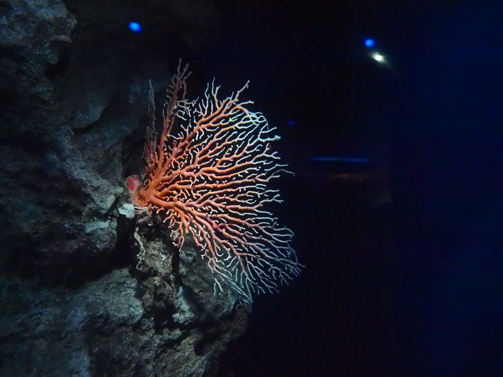 沖縄美ら海水族館