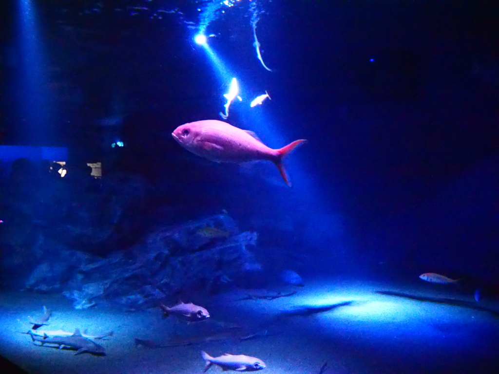 沖縄美ら海水族館にて