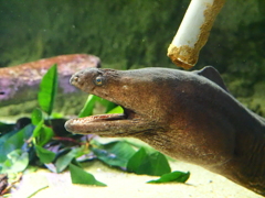 沖縄美ら海水族館にて