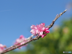 春の訪れ桜が咲き始めました