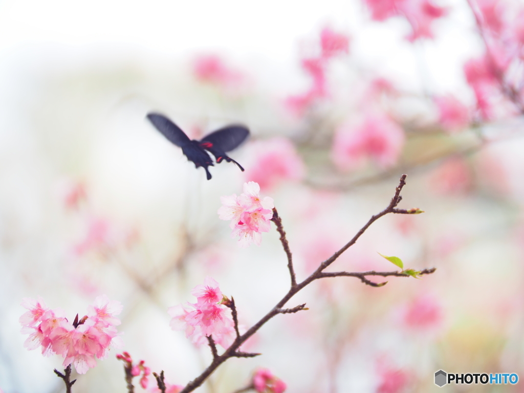 桜と蝶