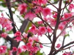 桜の花が増えてきました(^O^)