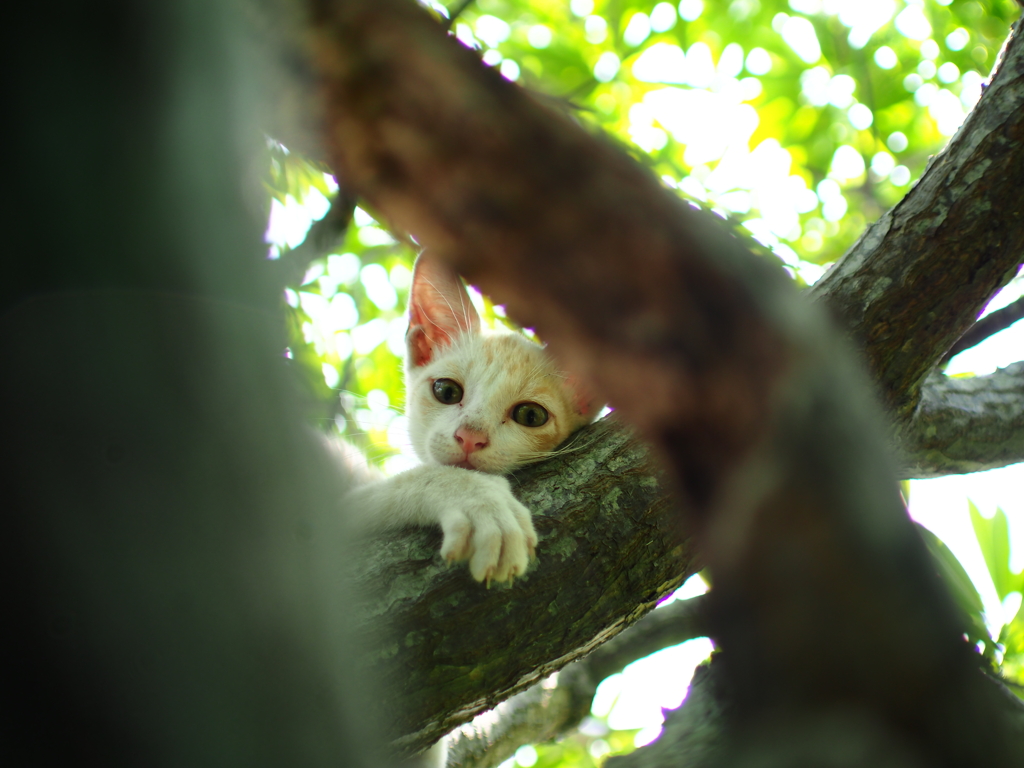 木の上でのんびり