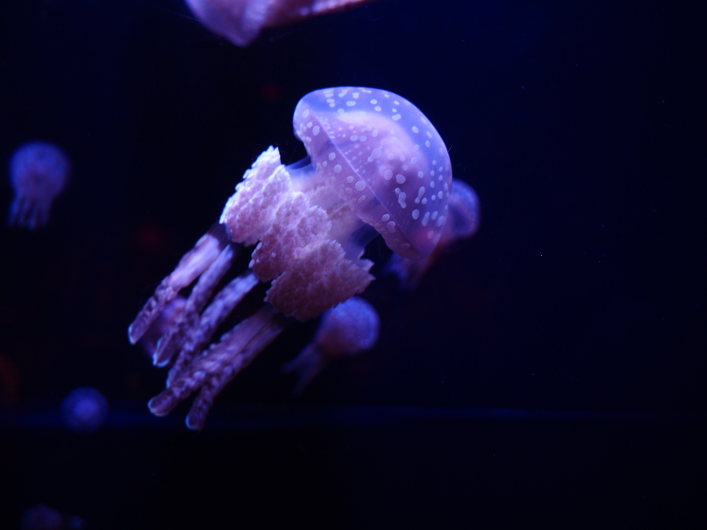 沖縄美ら海水族館にて