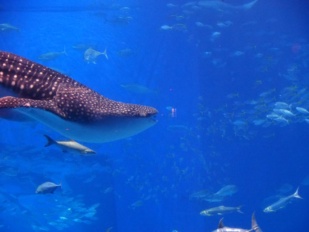 沖縄美ら海水族館にて