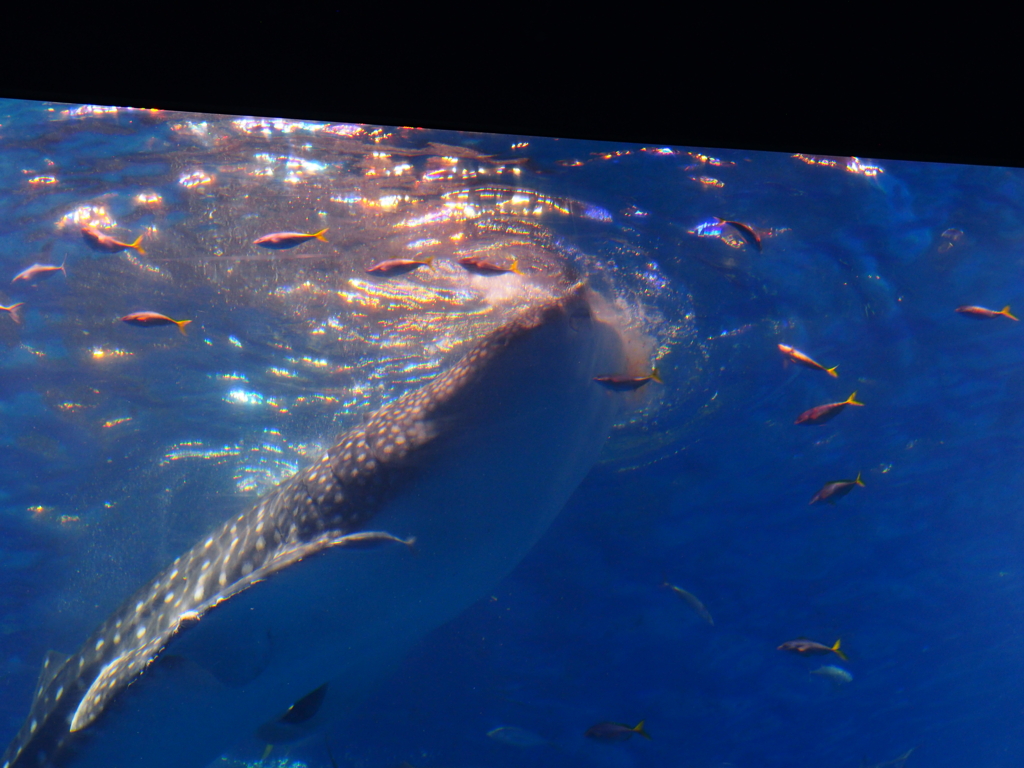 沖縄美ら海水族館にて